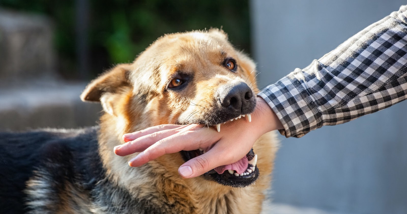 Dog Bite Lawyer in Conroe, Texas